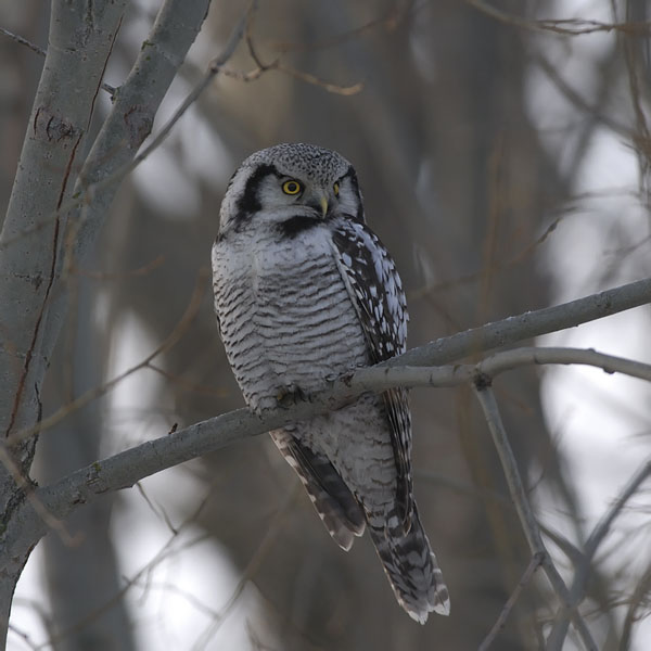 Hiiripöllö, Northern Hawk Owl, Surnia ulula